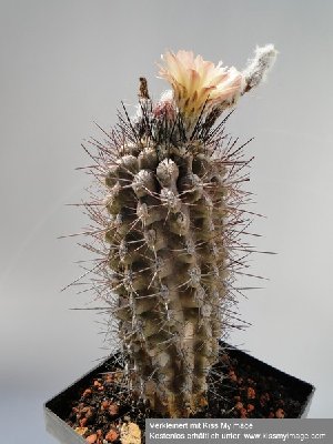 Eriosyce simulans HH (Nc. pseudocoquimbana) 2010 Juli9 001_klein.jpg