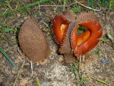 2020 12 Hydnora.jpg