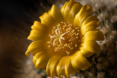 Parodia chrysacanthion WB20201129 135247.jpg