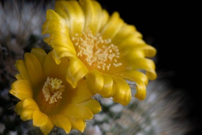 Parodia chrysacanthion WB20201205 134024.jpg