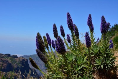DSC_3745.jpg (159.98 KiB) 15221 mal betrachtet Echium candicans