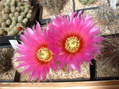 Echinocereus reichenbachii.JPG