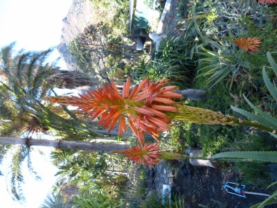 Aloe pluridens Blüte (600x800).jpg