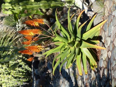 Aloe trichosantha  Hybride (600x800).jpg