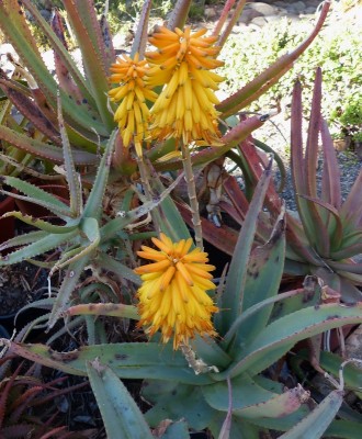 Aloe elegans Blüten (659x800).jpg