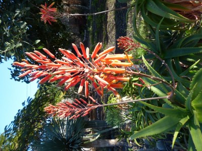 Aloe daweii Blüten (600x800).jpg