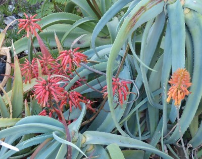 Aloe flexifoliata mit Blüten (800x628).jpg