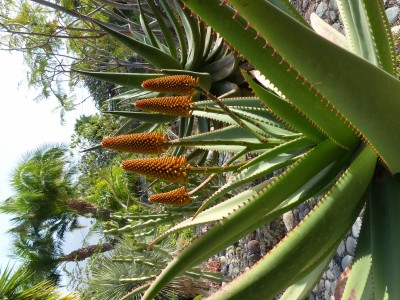 Aloe excelsa (600x800) (2).jpg