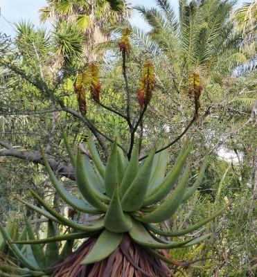 Aloe spectabilis (742x800).jpg