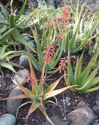 Aloe turkanensis (634x800).jpg