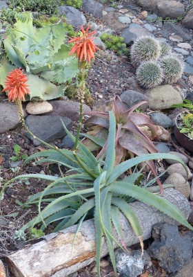 Aloe hardyi (559x800).jpg