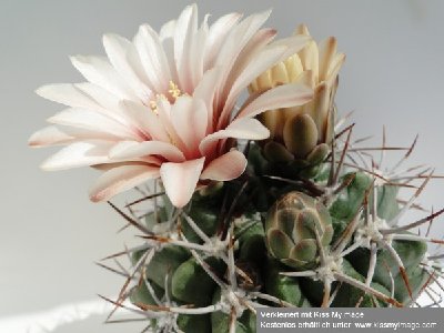 Gymnocalycium mostii 2010 Juni25 042_klein.jpg