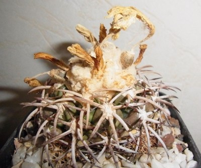 Discocactus_petrhalfari1_MH725_RIMG1257c.jpg