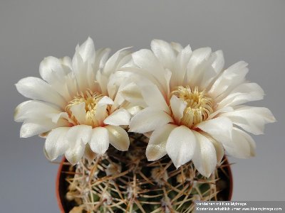 Gymnocalycium ochoterenae v. herbsthoferianum 2010 Juli10 009_klein.jpg