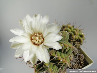 Gymnocalycium intermedium 2010 Juni29 043_klein.jpg