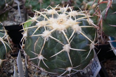 Discocactus_boliviensis_MH842_1_RIMG1314.jpg