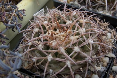 Discocactus_bahiensis_MH714_RIMG1309.jpg