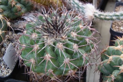 Discocactus_bahiensis_HU437_RIMG1297.jpg