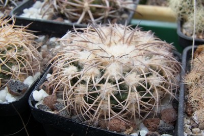 Discocactus_bahiensis_var_gracilis_MH637_RIMG1310.jpg