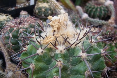 Discocactus_tricornis_RIMG1295.jpg