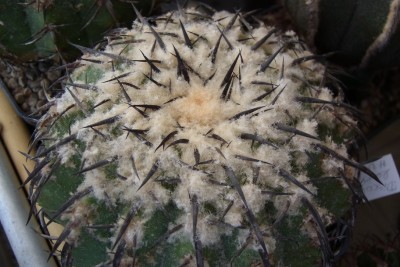 Discocactus_latispinus_HU146_RIMG1342.jpg