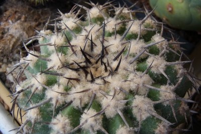 Discocactus_latispinus2_HU146_RIMG1344.jpg