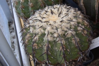 Discocactus_latispinus_HU146_RIMG1294.jpg