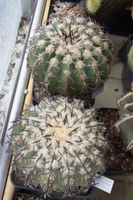 Discocactus_latispinus_1&2_HU146_RIMG1317.jpg