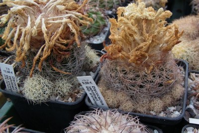 Discocactus_araneispinus_HU440_RIMG1326.jpg