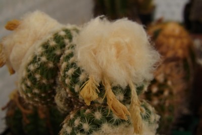 Discocactus_bueneckeri_RIMG1363.jpg