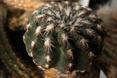 Discocactus_woutersianus_Rchd5_RIMG1380.jpg