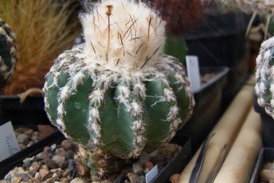 Discocactus_woutersianus_Rchd1_RIMG1320.jpg