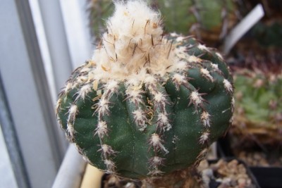 Discocactus_woutersianus_Rchd2_RIMG1321.jpg