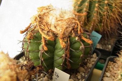 Discocactus_placentiformis_MG2_RIMG1394.jpg