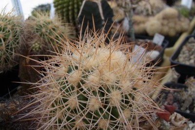 Discocactus_albispinus_MesagardenSamen_RIMG1298.jpg