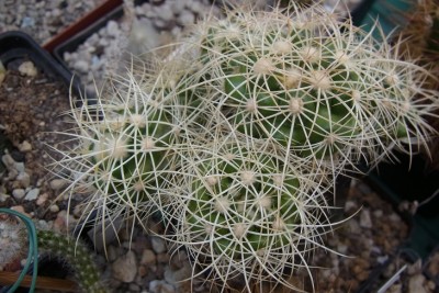 Discocactus_albispinus_HU390_Sämlinge_RIMG1325.jpg