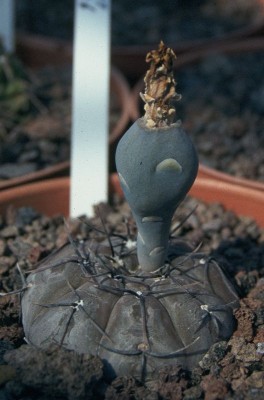 Gymnocalycium berchtii @ Ludwig, WB19970809.jpg