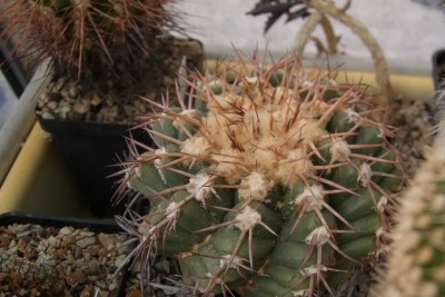 Discocactus_griseus_HU343_WS_RIMG1366.jpg