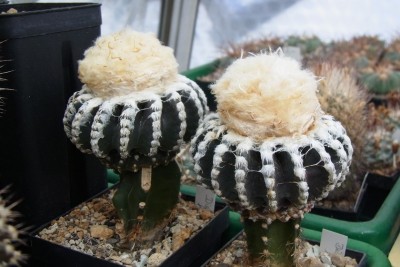 Discocactus_horstii_HU360_gepfropft_RIMG1332.jpg