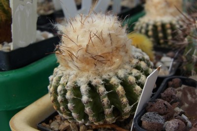 Discocactus_horstii_HU360_gepfropft_tief_RIMG1336.jpg