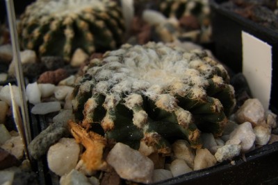 Discocactus_horstii_HU360_we_RIMG1289.jpg