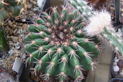 Discocactus_spec_RIMG1296.jpg