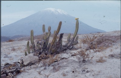 Im Hintergrund Vulkan Misti, nähe Arequipa