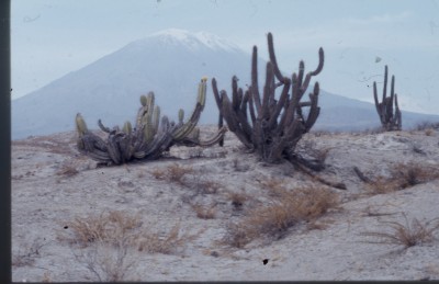 Im Hintergrund Vulkan Misti, nähe Arequipa