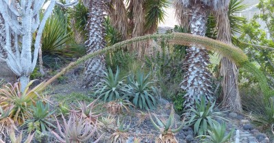 Agave dasylirioides (800x418).jpg