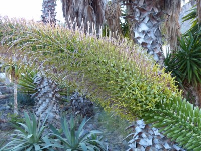 Agave dasylirioides Blüten 1 (800x600).jpg