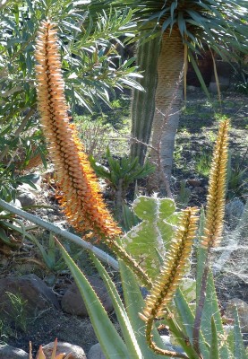 Aloe capitata v. quarziticola Hybride (554x800).jpg