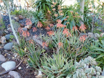 Aloe chabaudii mit Blüten (800x600).jpg