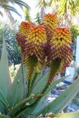 Aloe excelsa Blüten (535x800).jpg