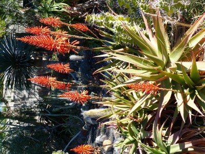 Aloe mzimbana Blüten (600x800).jpg